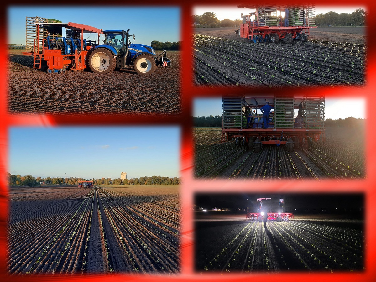 2022 10 18 valeriaan collage