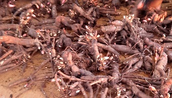 1-3-2023 Pioenen pioenen pioenen!