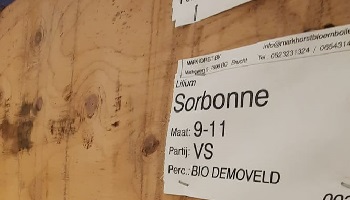 23-3-2023 Duurzame bollenteelt Drenthe