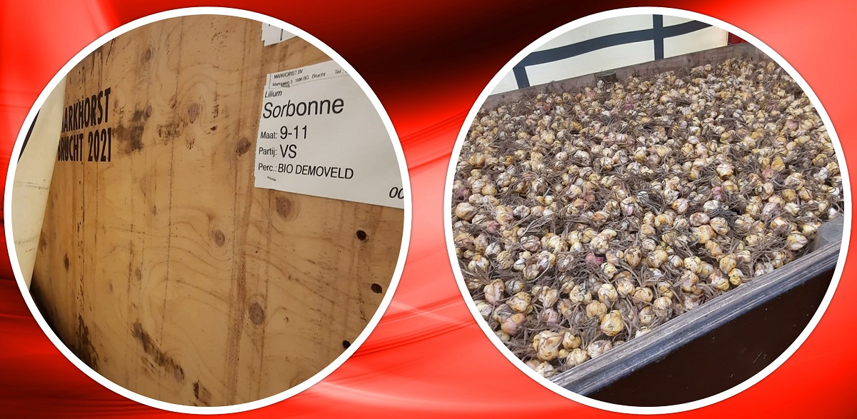 2023 03 23 bio demo collage