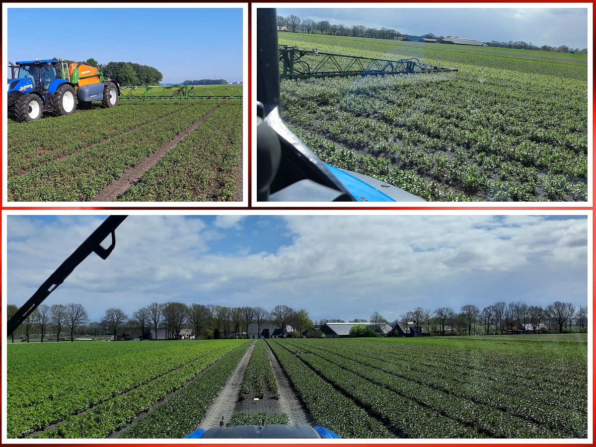 2023 06 23 collage bio