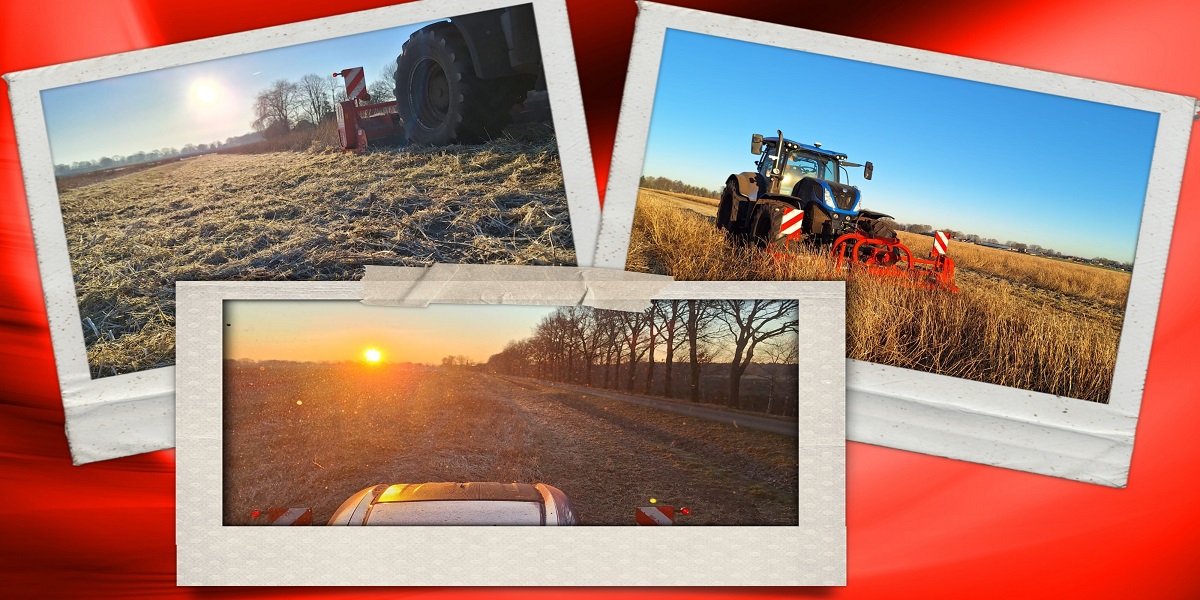 12-1-2024 Tagetes maaien