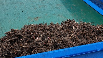 15-3-2024 pioenen stekken planten