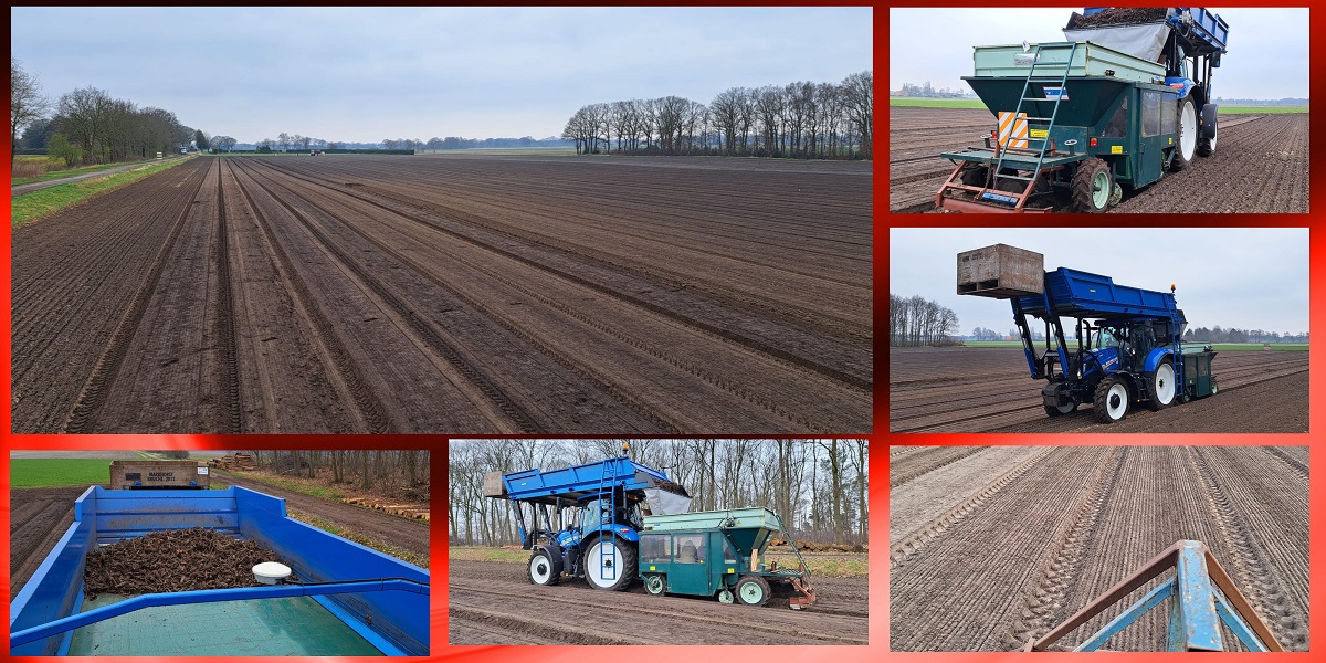 15-3-2024 pioenen stekken planten