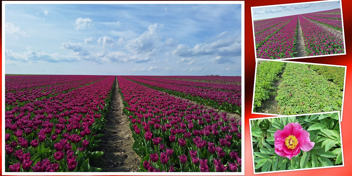 14-4-2024 Kleurrijke akkers