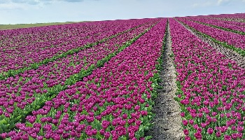 14-4-2024 Kleurrijke akkers