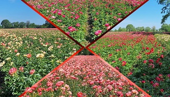 19-5-2024 Bloemenpracht...