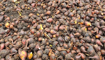 9-7-2024 tulpenbollen rooien