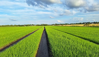 11-7-2024 plantuitjes ho ho, even de rem erop...