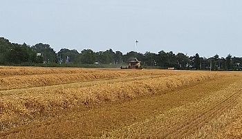 01-08-2024 De gerst gaat eraf!