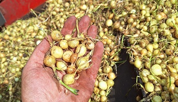 10-08-2024 plantuitjes