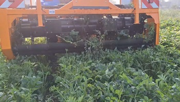 17-08-2024 onkruidplukker op probeer