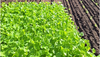 13-10-2024 tijd om te planten