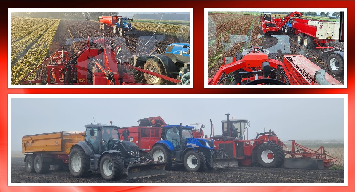 27-10-2024 Gladiolen rooien