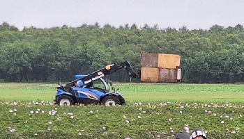 1-6-2025 pioenen snijden