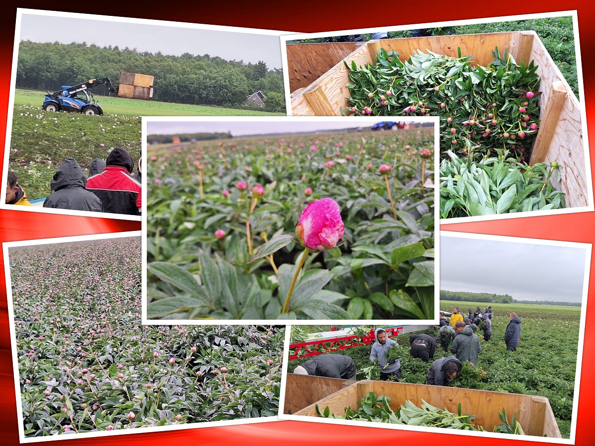 1-6-2025 pioenen snijden