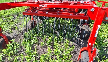 1-7-2025 Alternatieve onkruidbestrijding