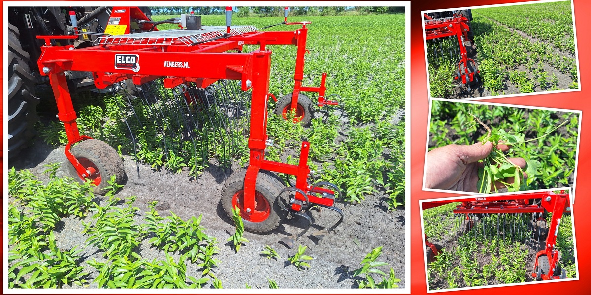 1-7-2025 Alternatieve onkruidbestrijding