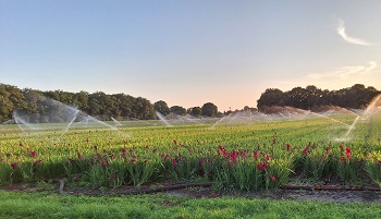 17-8-2025 we moeten ook nog beregenen natuurlijk