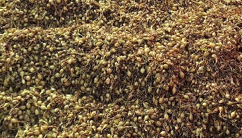 17-08-2025: plantuitjes laden