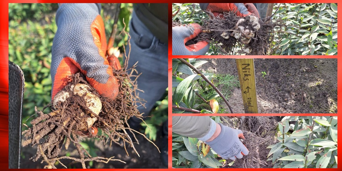 27-9-2025 De uitkomst van proeven met o.a. biologische hulpmiddelen