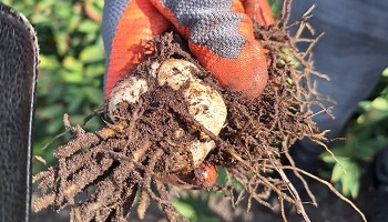 27-9-2025 De uitkomst van proeven met o.a. biologische hulpmiddelen