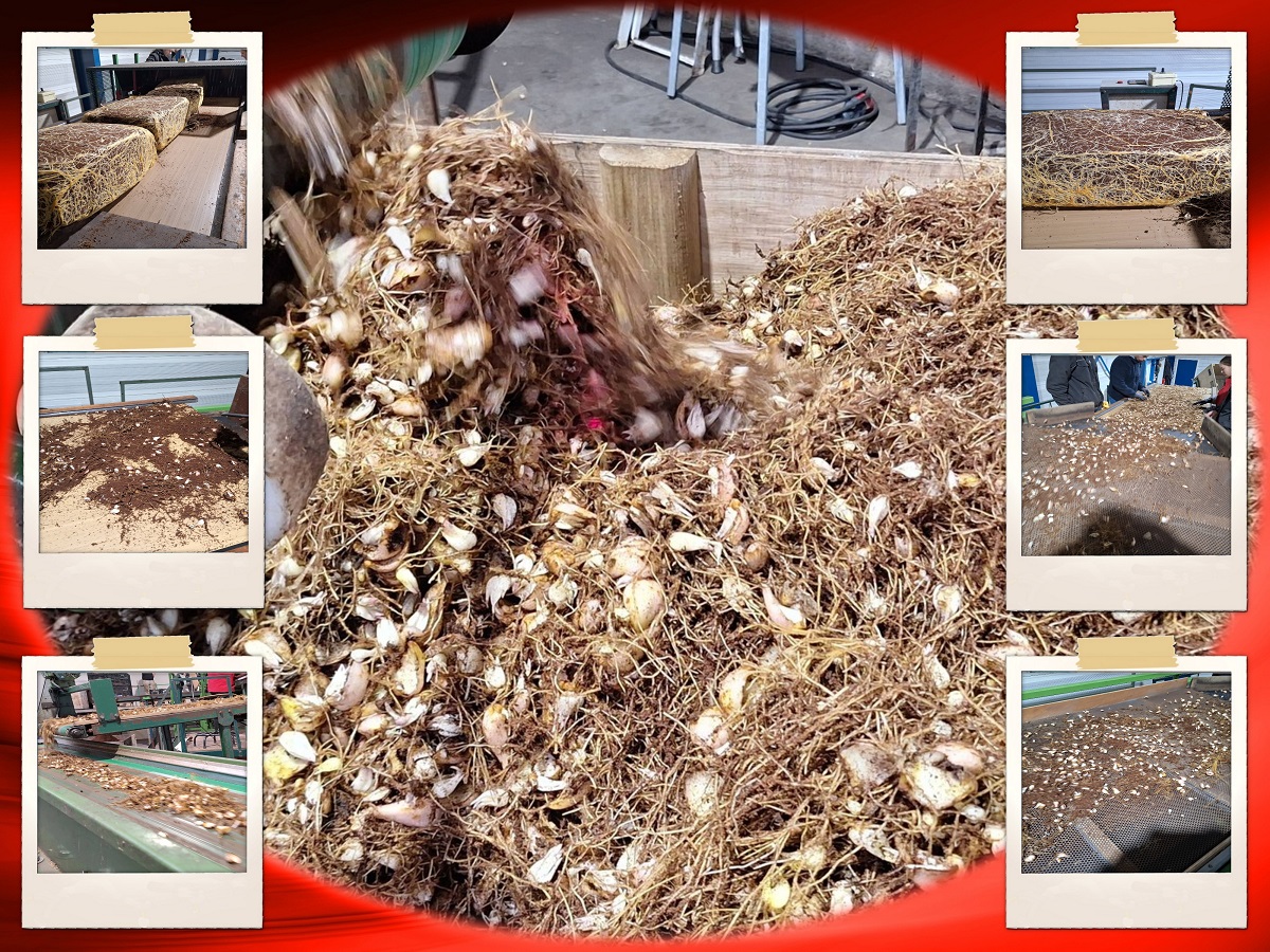 18-03-2026  Een blok leliewortels?