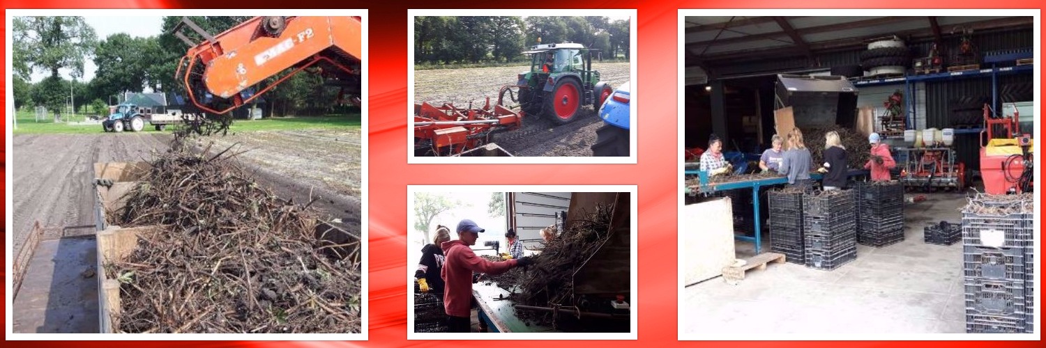 28-8-2017 De eerste pioenen zijn gerooid