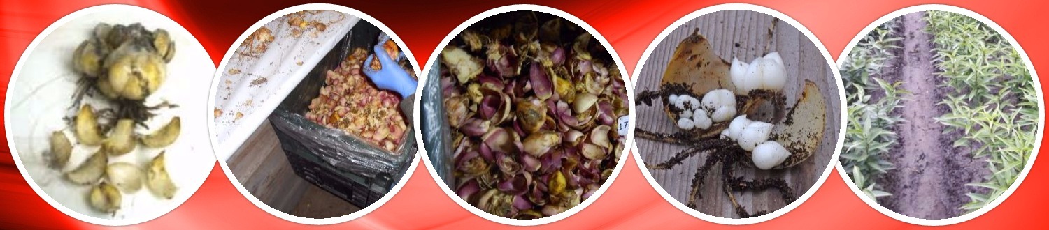 collage 2016 08 11 schubben