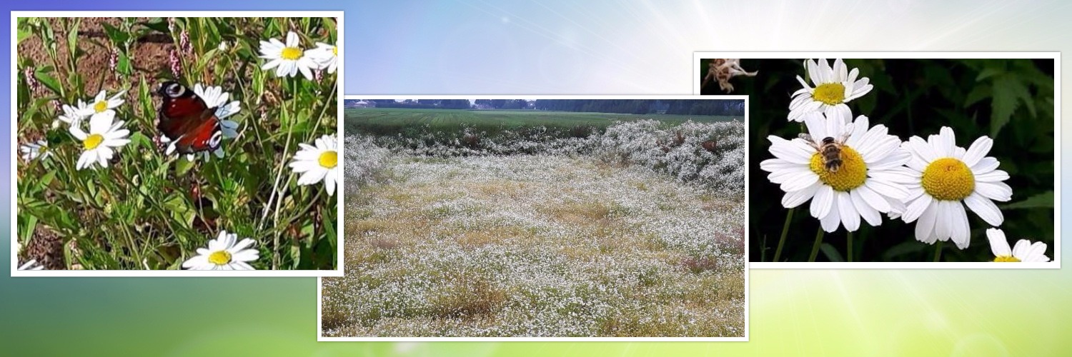 collage omg bij bloem vlinder