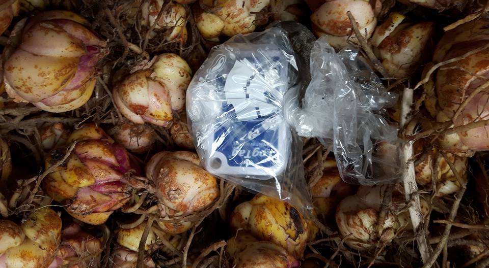 15-2-2014 Leliebollen "koken"