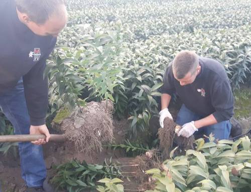 3-10-2016 Bemonsteren bollen